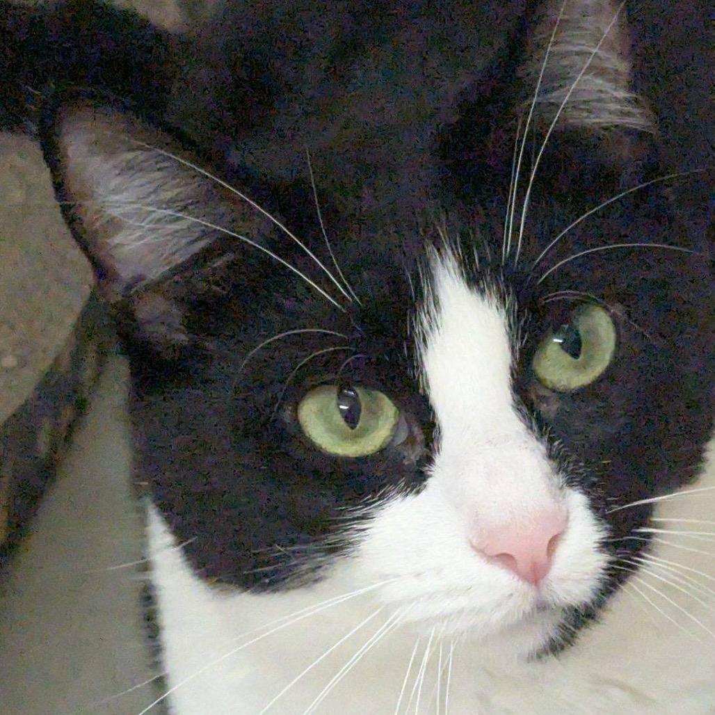 25-67 Chanterelle, a Adoptable Domestic Short Hair in North Branford, CT image 3/6