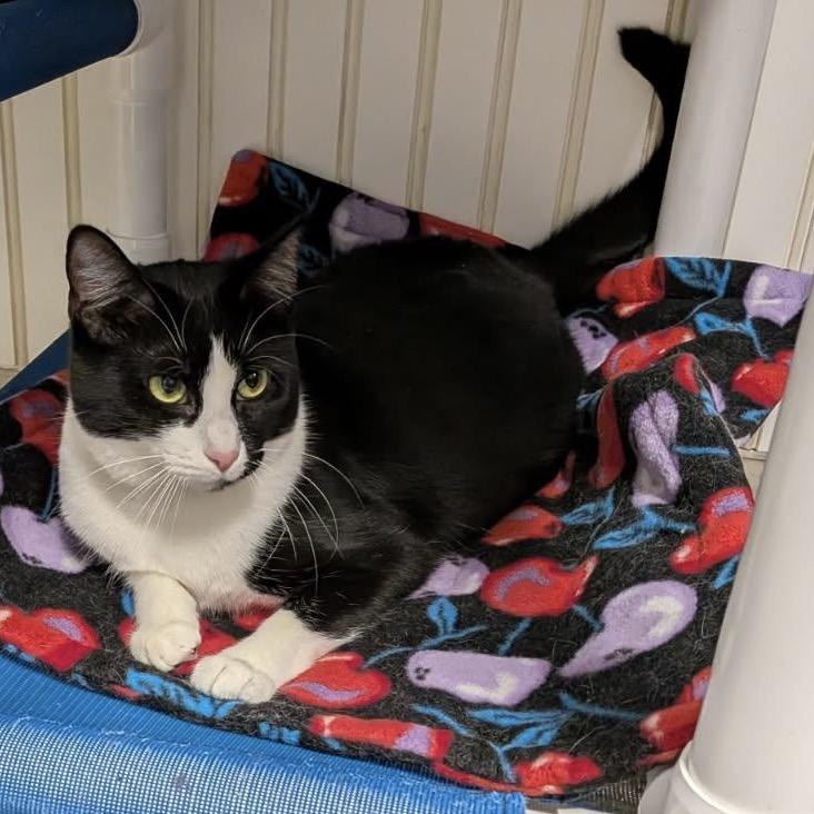 25-67 Chanterelle — thumbnail 3