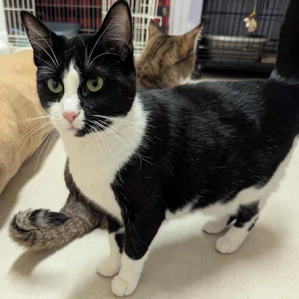 25-67 Chanterelle, a Adoptable Domestic Short Hair in North Branford, CT image 3/5