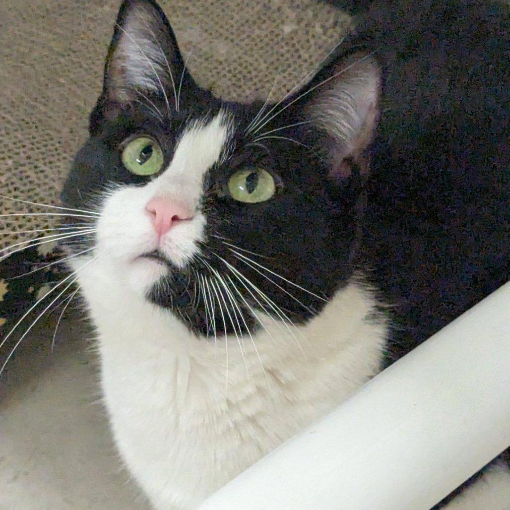 25-67 Chanterelle, a Adoptable Domestic Short Hair in North Branford, CT image 5/6