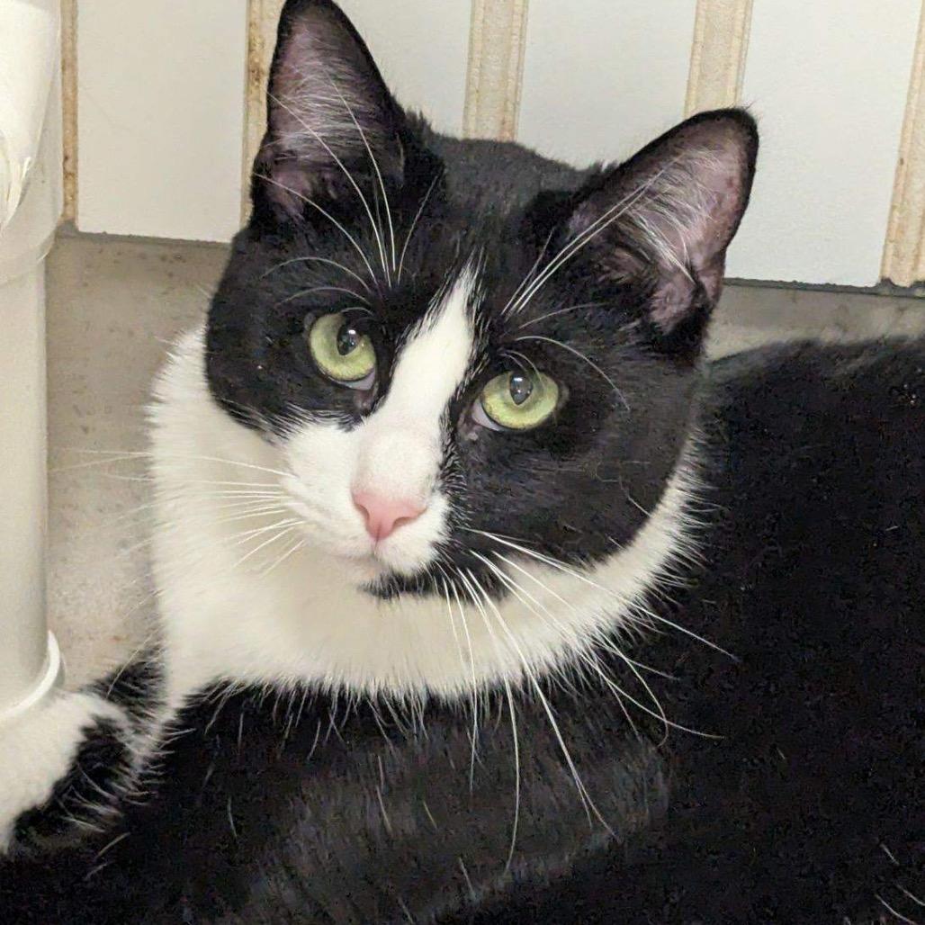 Enlarge 25-67 Chanterelle, a Adoptable Domestic Short Hair in North Branford, CT image 4/4
