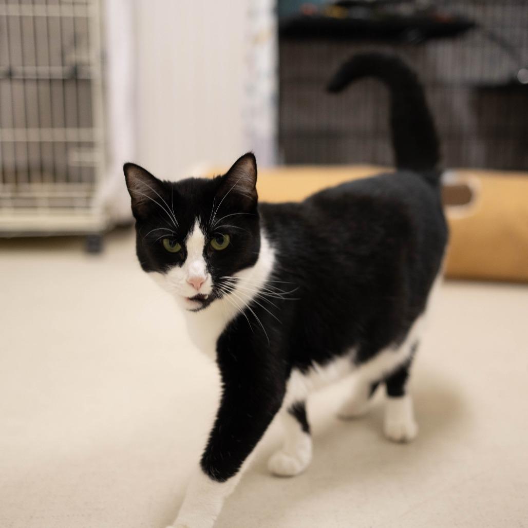25-67 Chanterelle, a Adoptable Domestic Short Hair in North Branford, CT image 6/6