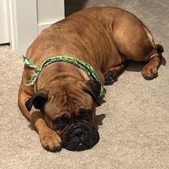 Enlarge Roxy. - NC, a ADOPTABLE Bullmastiff in Burlington, NC image 1/4