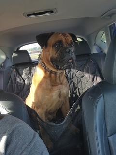 Enlarge Roxy. - NC, a ADOPTABLE Bullmastiff in Burlington, NC image 2/4