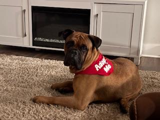 Enlarge Roxy. - NC, a ADOPTABLE Bullmastiff in Burlington, NC image 4/4