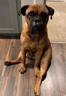 Enlarge Roxy. - NC, a ADOPTABLE Bullmastiff in Burlington, NC image 3/4