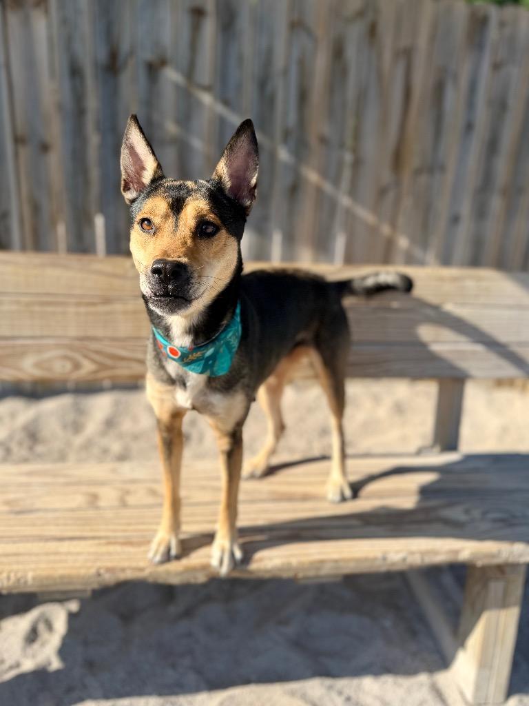 Wendy, Adoptable, Young Female Mixed Breed.