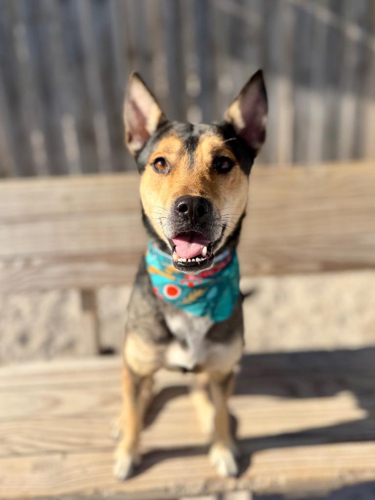 Enlarge Wendy, a Adoptable Mixed Breed in Muskegon, MI image 2/3