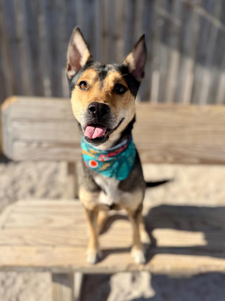 Enlarge Wendy, a Adoptable Mixed Breed in Muskegon, MI image 3/3