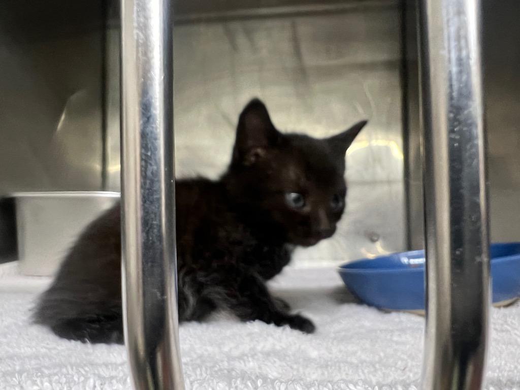 Ronald, Adoptable, Kitten Male Domestic Short Hair.