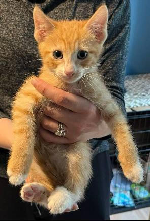 Stevie, an adoptable Domestic Short Hair in BURNABY, BC, V3J 1N3 | Photo Image 1