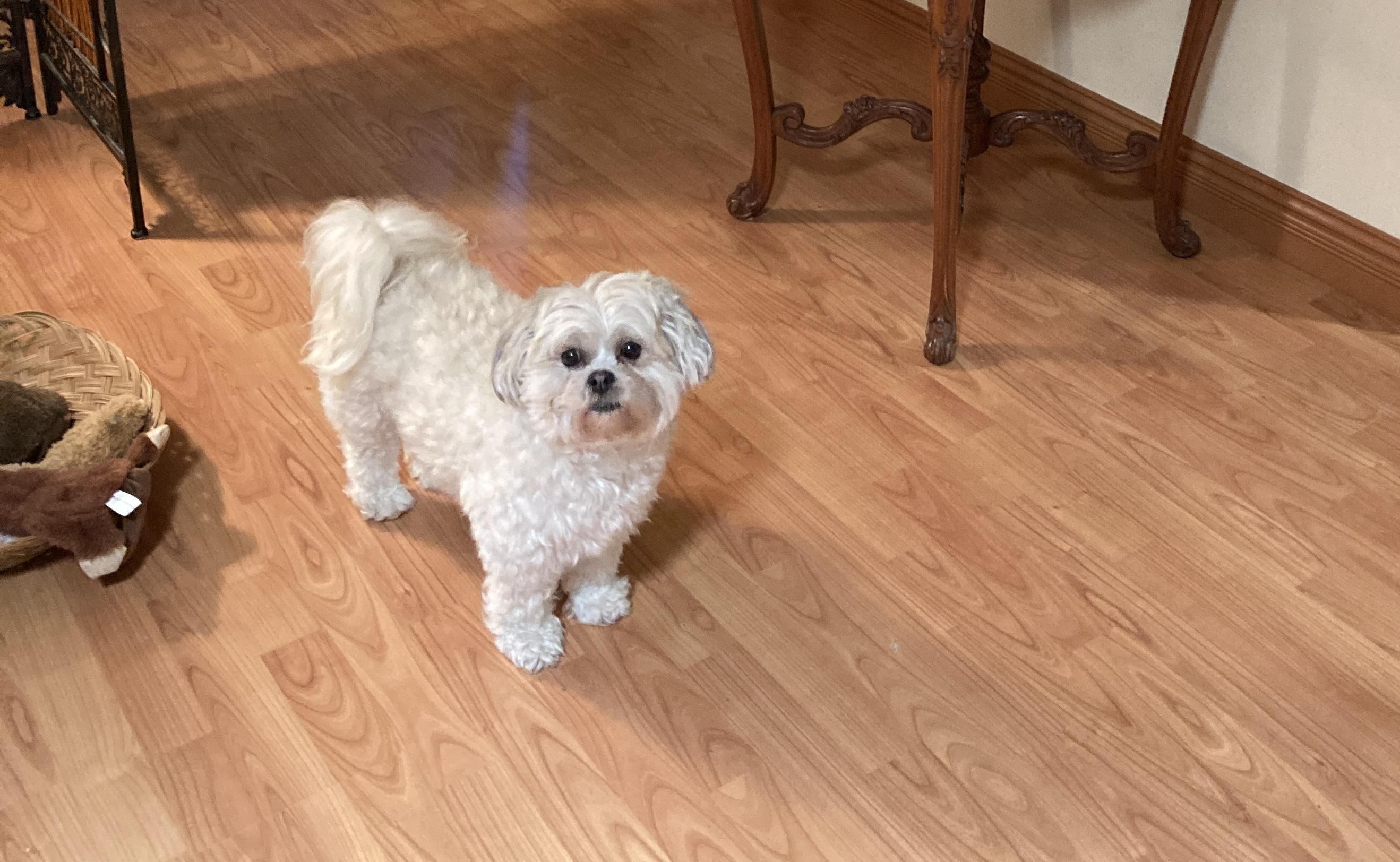 COOKIE, a ADOPTABLE mixed breed in Melbourne, FL image 2/2