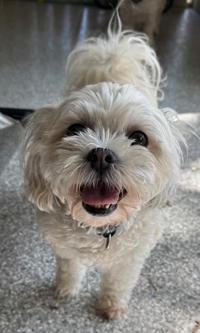 COOKIE, ADOPTABLE, Adult Female Bichon Frise & Shih Tzu.