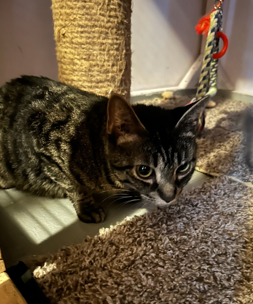 Enlarge HALO, a Adoptable American Shorthair in Eagle Bridge, NY image 1/2