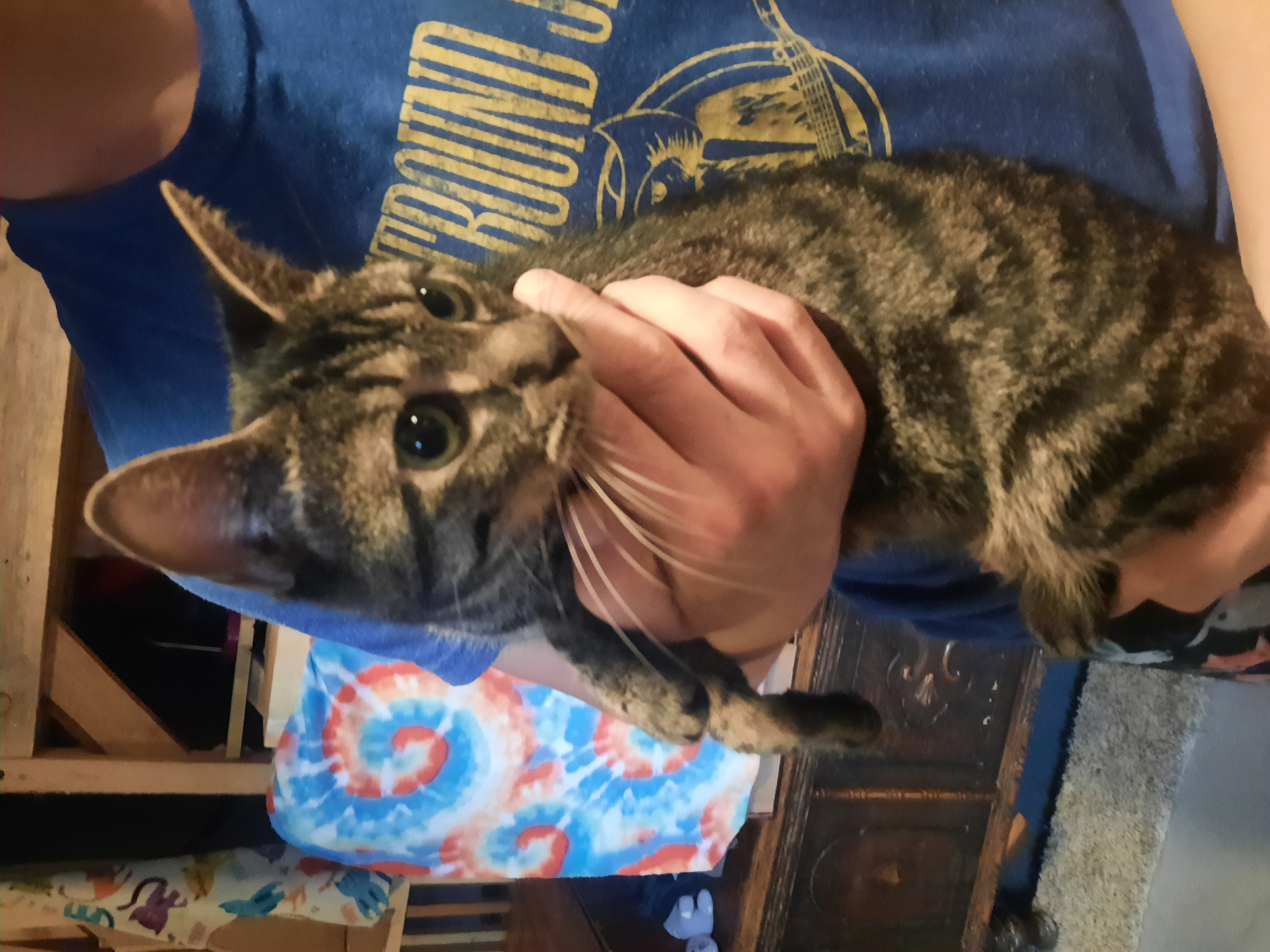 Enlarge HALO, a Adoptable American Shorthair in Eagle Bridge, NY image 2/2