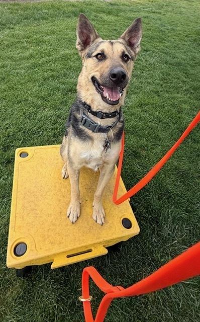 Scooby, Adoptable, Adult Male German Shepherd Dog.
