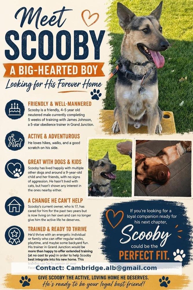 Scooby, a Adoptable mixed breed in Lafayette, CO image 2/2