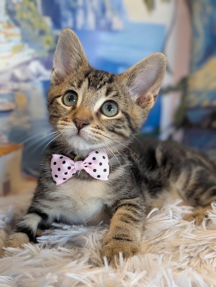 Enlarge Aria, a Adoptable Tabby in Fremont, CA image 1/6