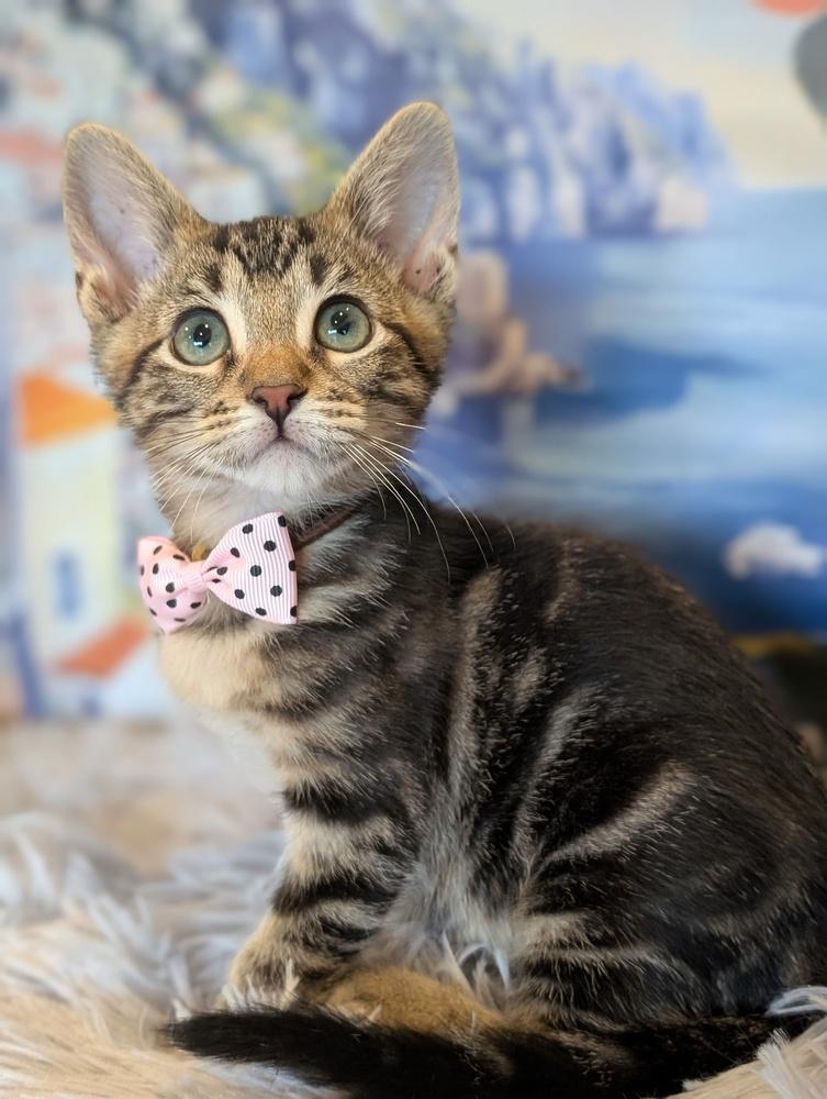 Enlarge Aria, a Adoptable Tabby in Fremont, CA image 2/6