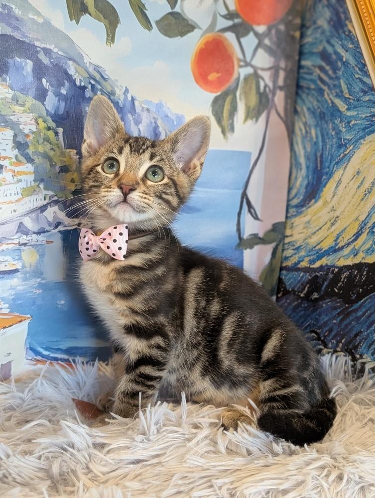 Aria, Adoptable, Kitten Female Tabby.