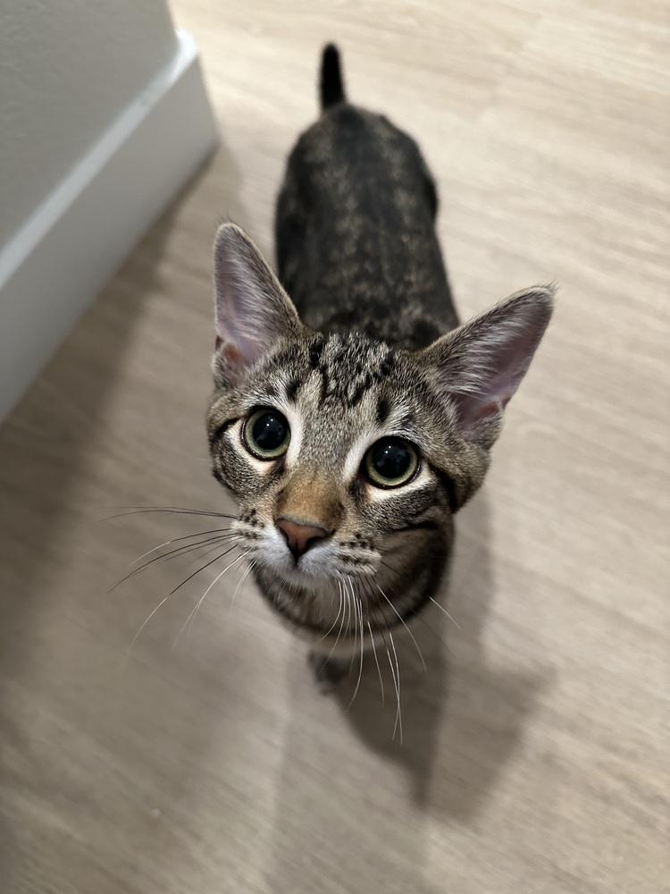 Enlarge Aria, a Adoptable Tabby in Fremont, CA image 4/6