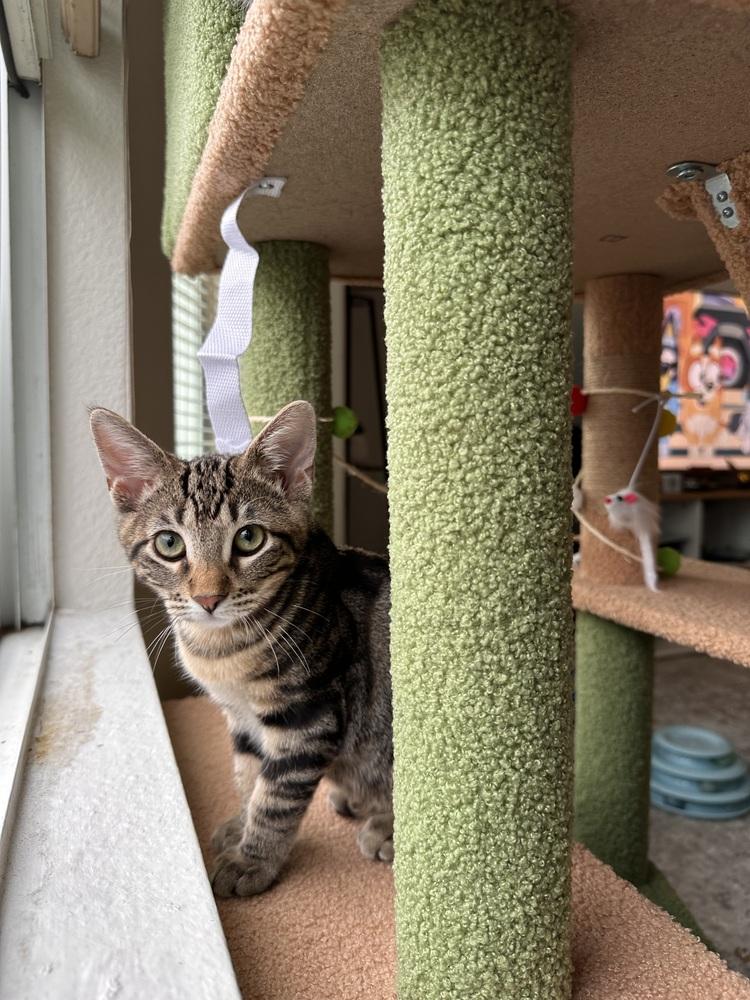 Enlarge Aria, a Adoptable Tabby in Fremont, CA image 5/6