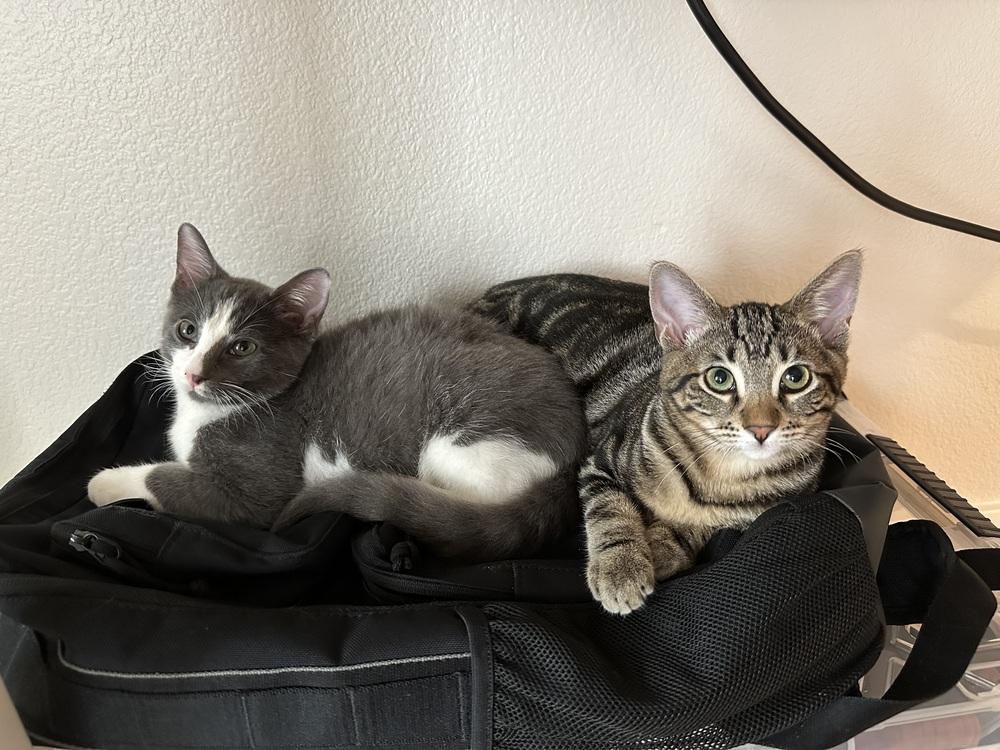 Enlarge Aria, a Adoptable Tabby in Fremont, CA image 6/6