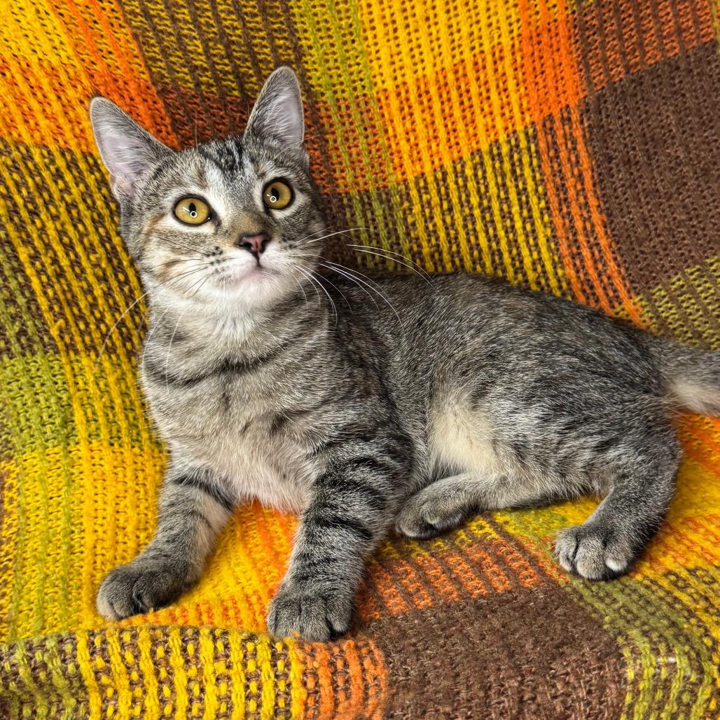 Genevieve, Adoptable, Kitten Female Bengal & American Shorthair.