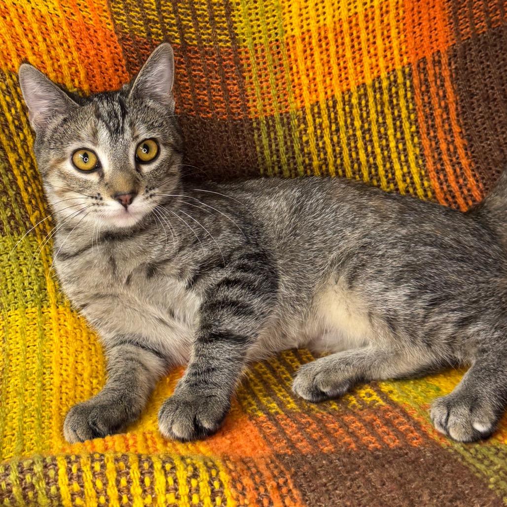 Enlarge Genevieve, a Adoptable mixed breed in Mount Vernon, IL image 2/6