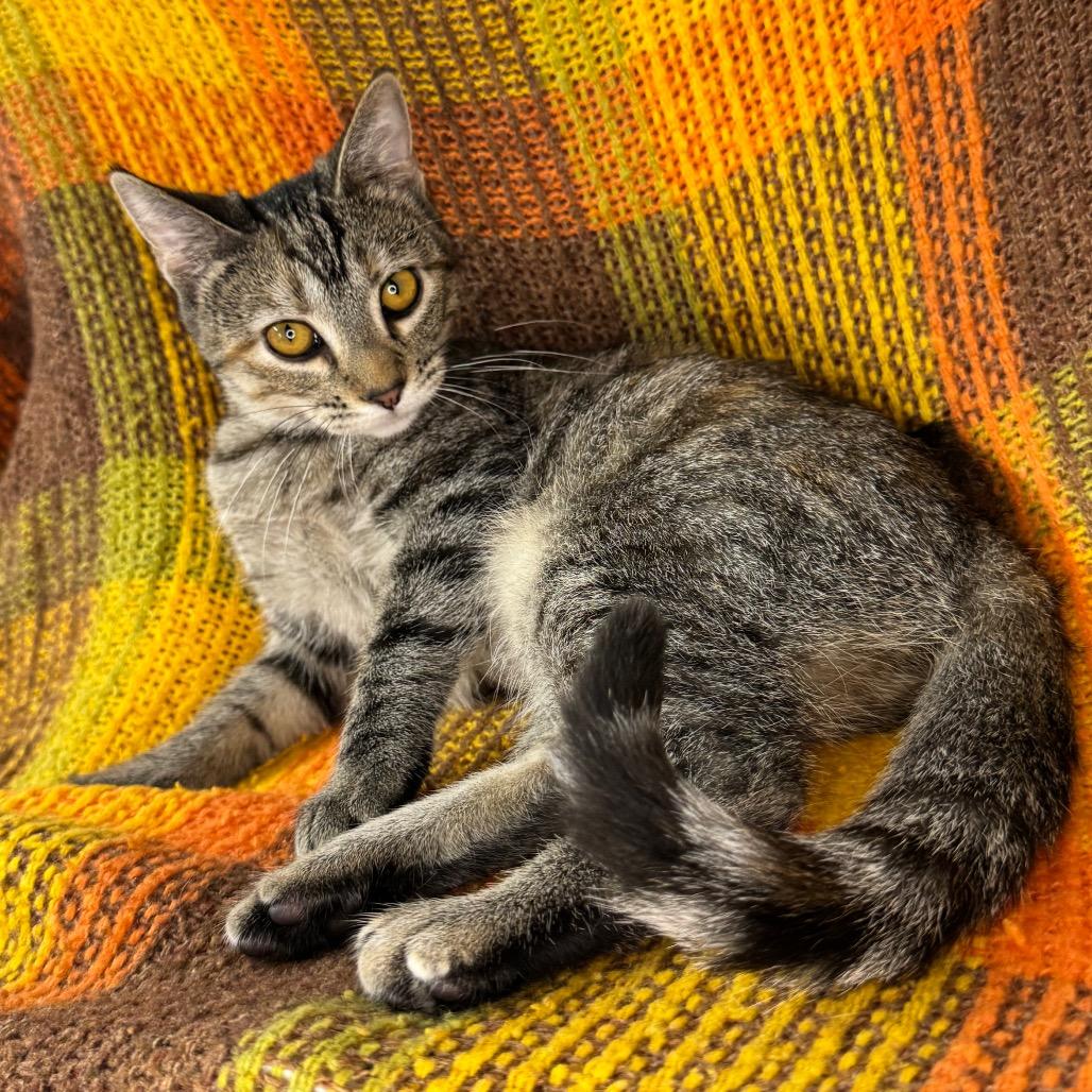 Enlarge Genevieve, a Adoptable mixed breed in Mount Vernon, IL image 3/6