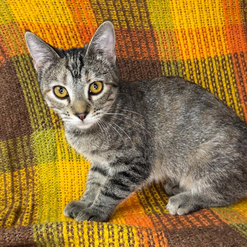 Enlarge Genevieve, a Adoptable mixed breed in Mount Vernon, IL image 4/6