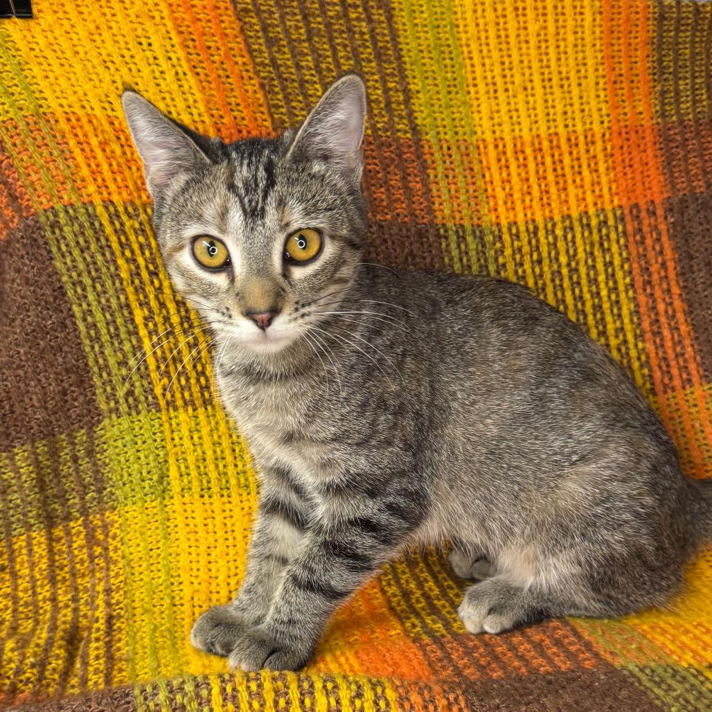 Enlarge Genevieve, a Adoptable mixed breed in Mount Vernon, IL image 5/6