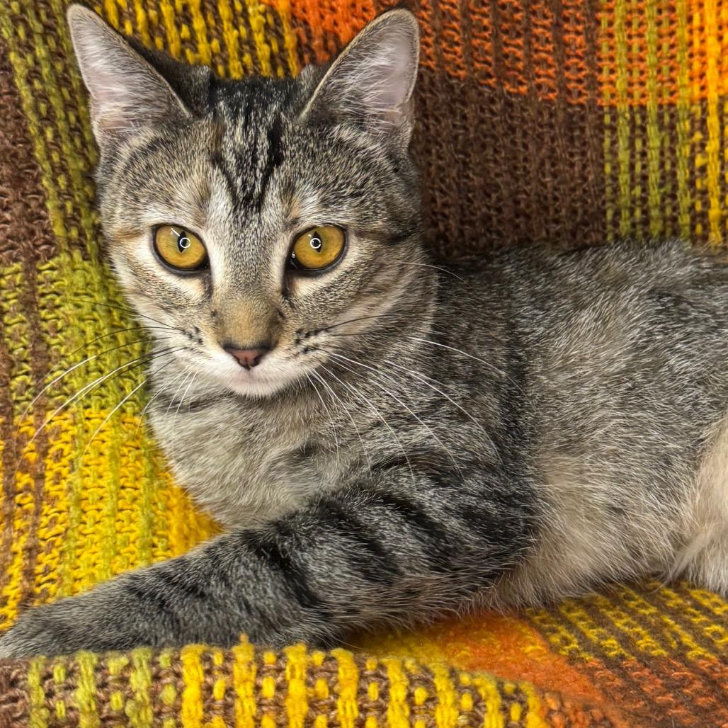 Enlarge Genevieve, a Adoptable mixed breed in Mount Vernon, IL image 6/6