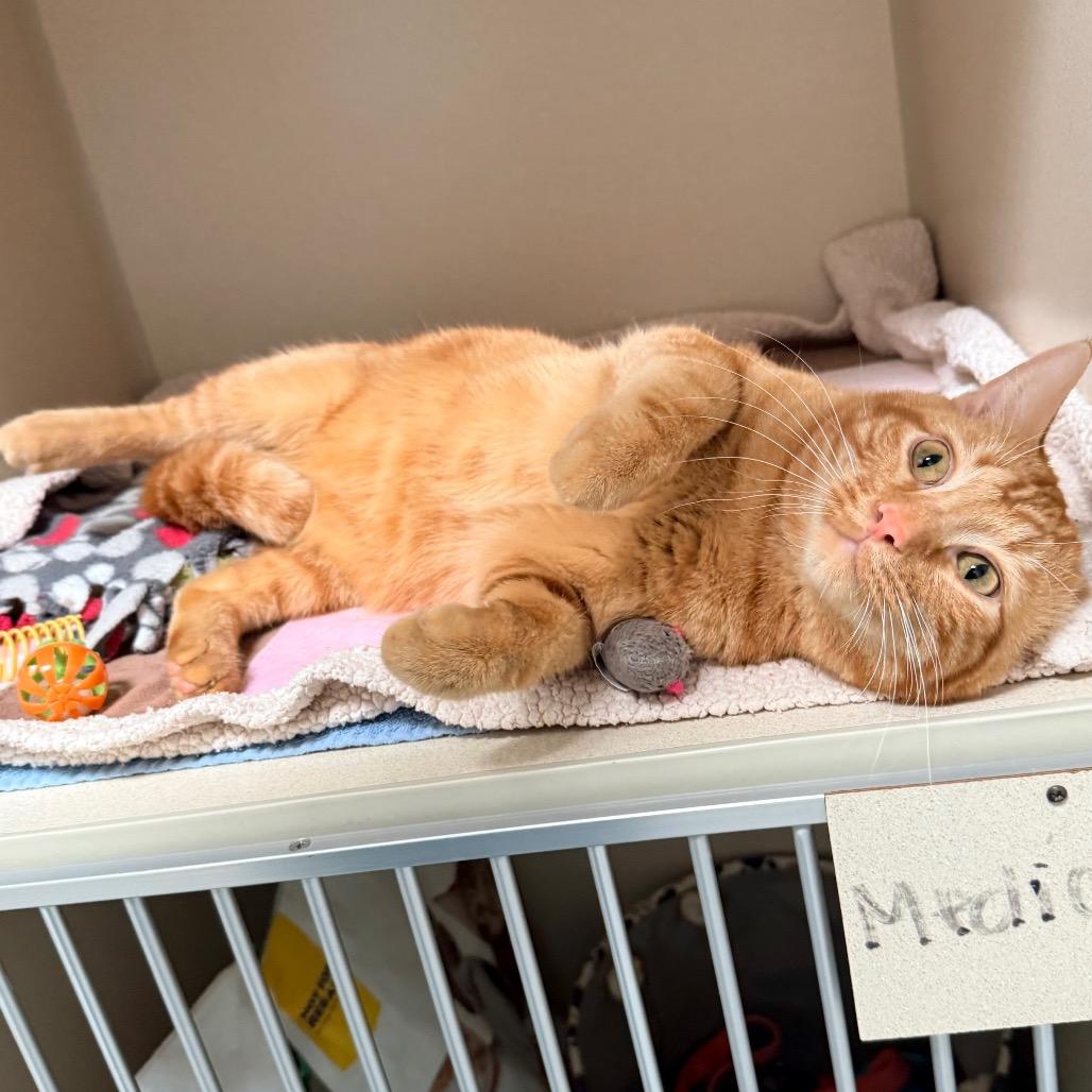 Cider, Adoptable, Young Male Domestic Short Hair.