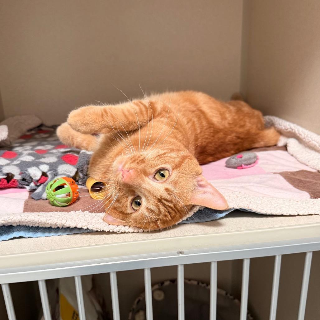 Cider, a Adoptable Domestic Short Hair in Great Falls, MT image 2/5