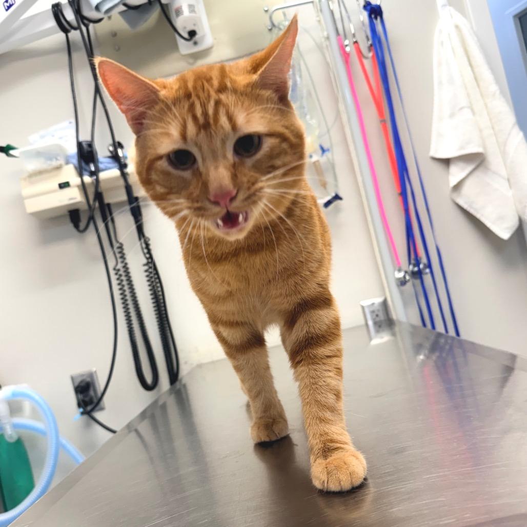 Cider, a Adoptable Domestic Short Hair in Great Falls, MT image 3/5