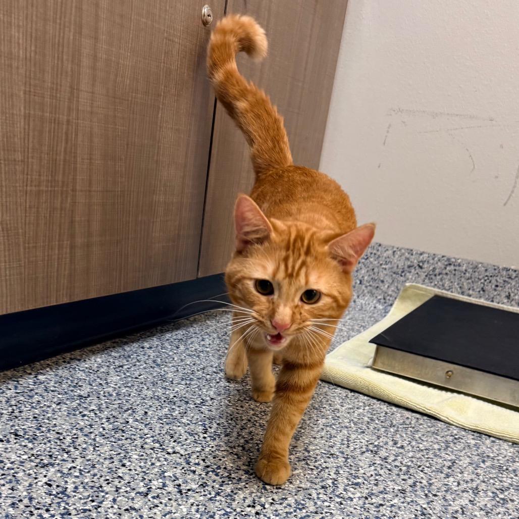 Cider, a Adoptable Domestic Short Hair in Great Falls, MT image 4/5