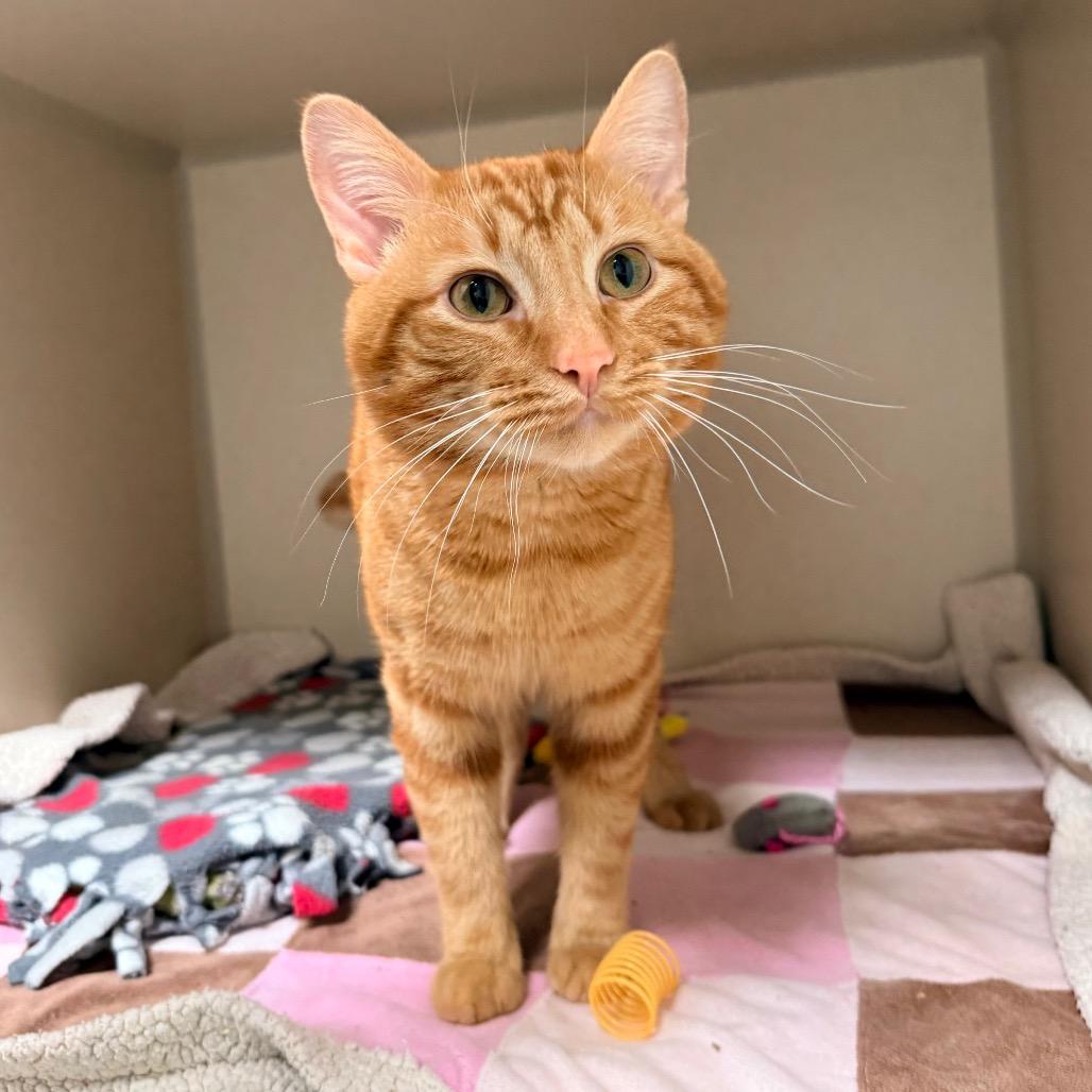 Cider, a Adoptable Domestic Short Hair in Great Falls, MT image 5/5