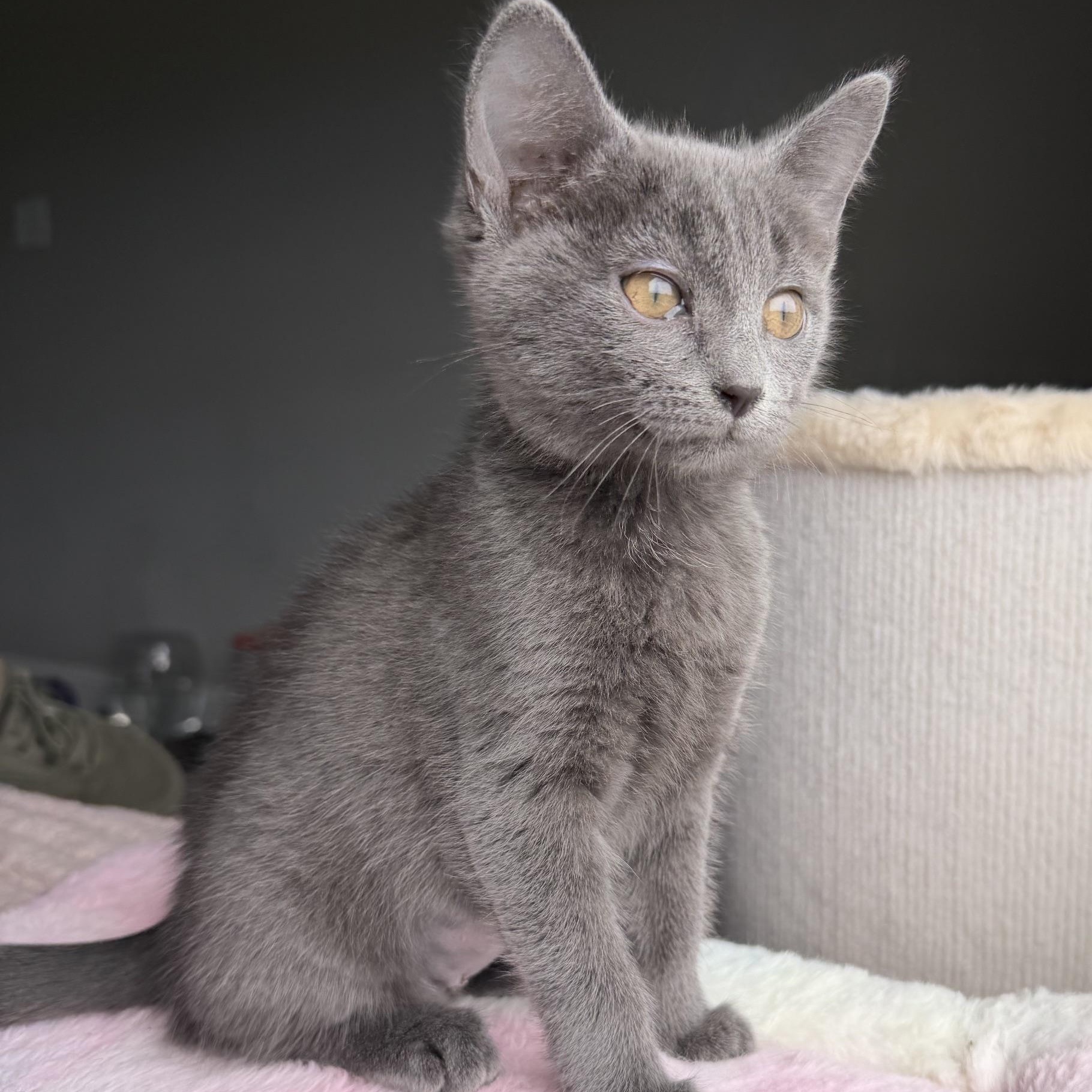 Barbara Gordon, adopted, Kitten Female Domestic Short Hair.