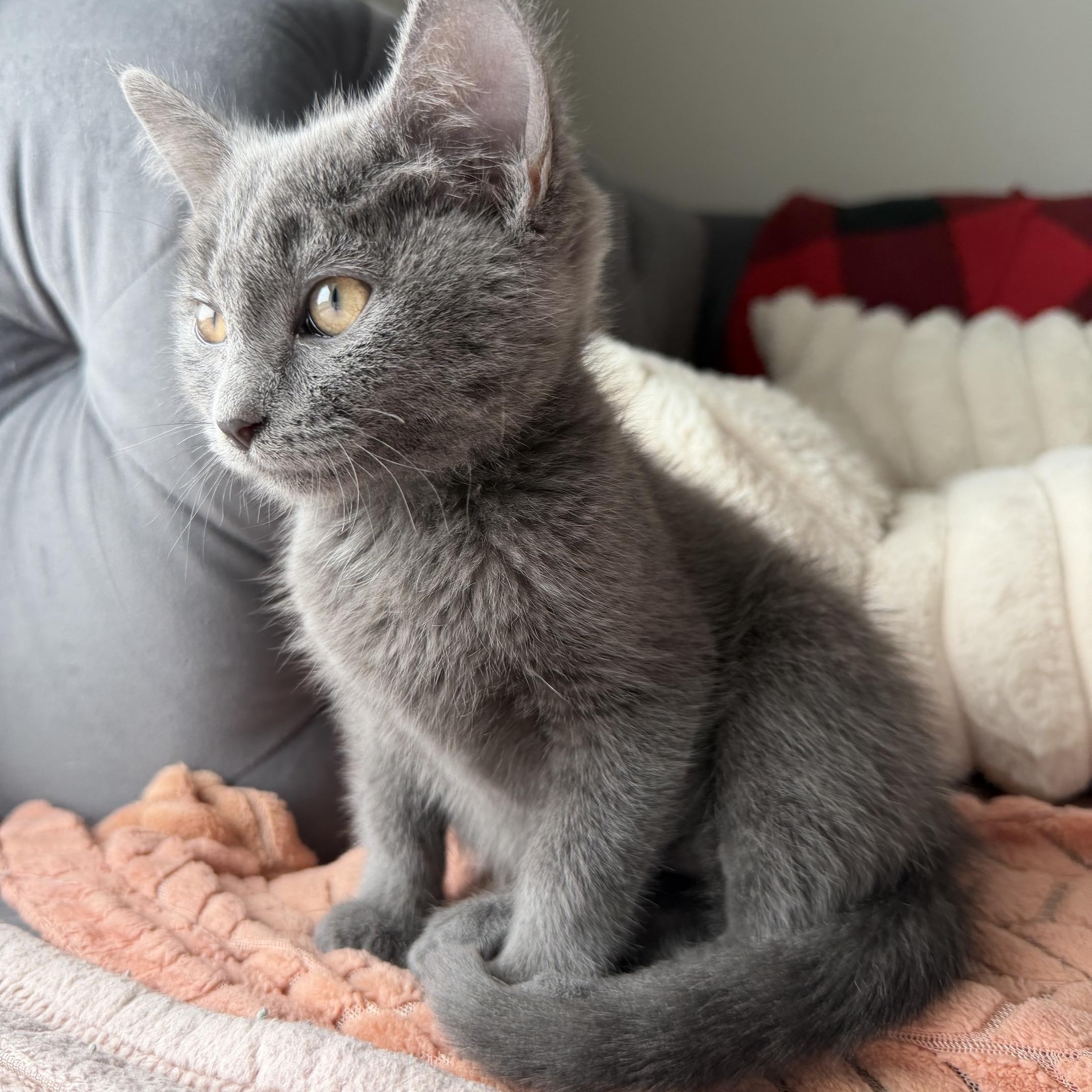 Enlarge Barbara Gordon, an adopted Domestic Short Hair in Seymour, TN image 2/6