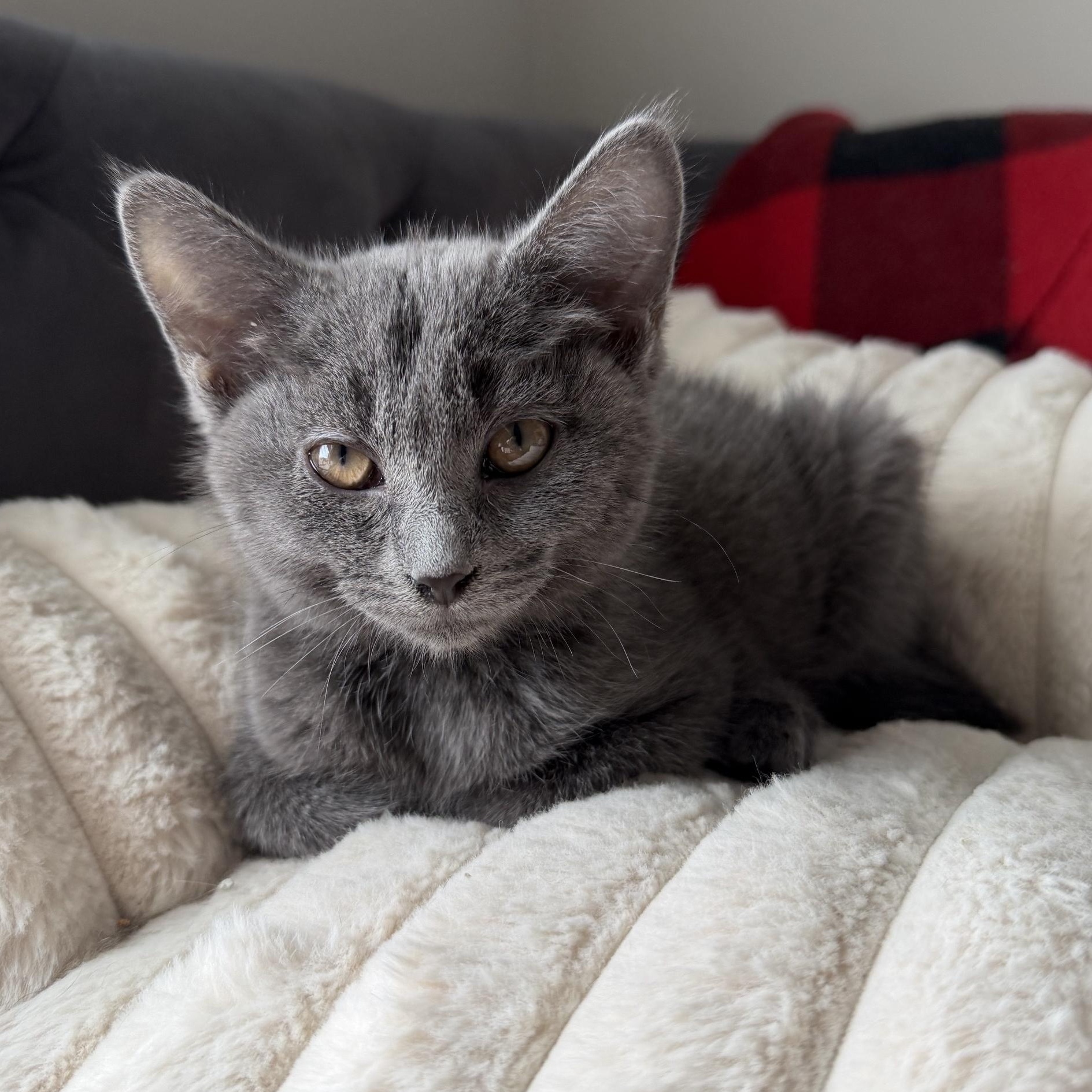 Enlarge Barbara Gordon, an adopted Domestic Short Hair in Seymour, TN image 3/6