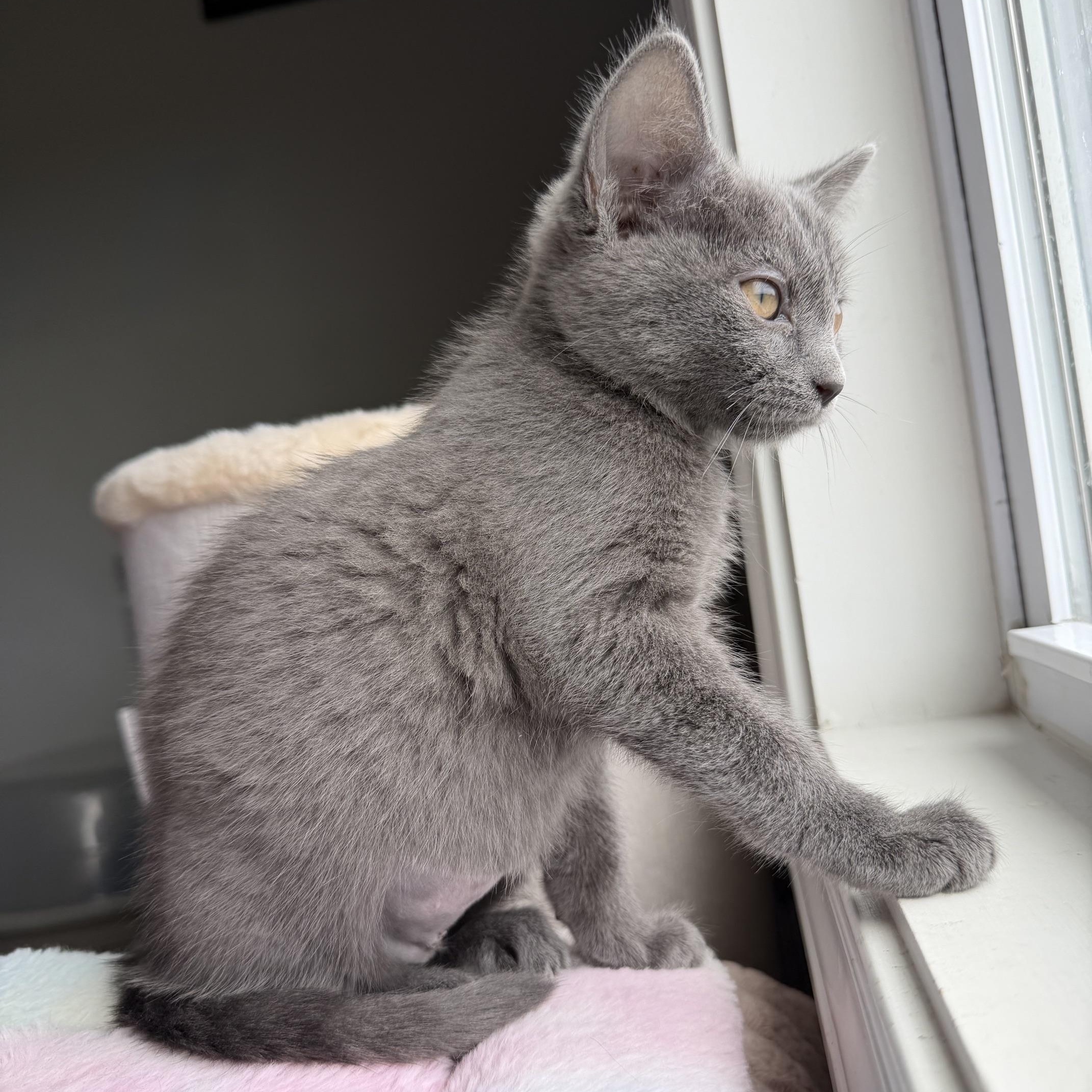 Enlarge Barbara Gordon, an adopted Domestic Short Hair in Seymour, TN image 5/6