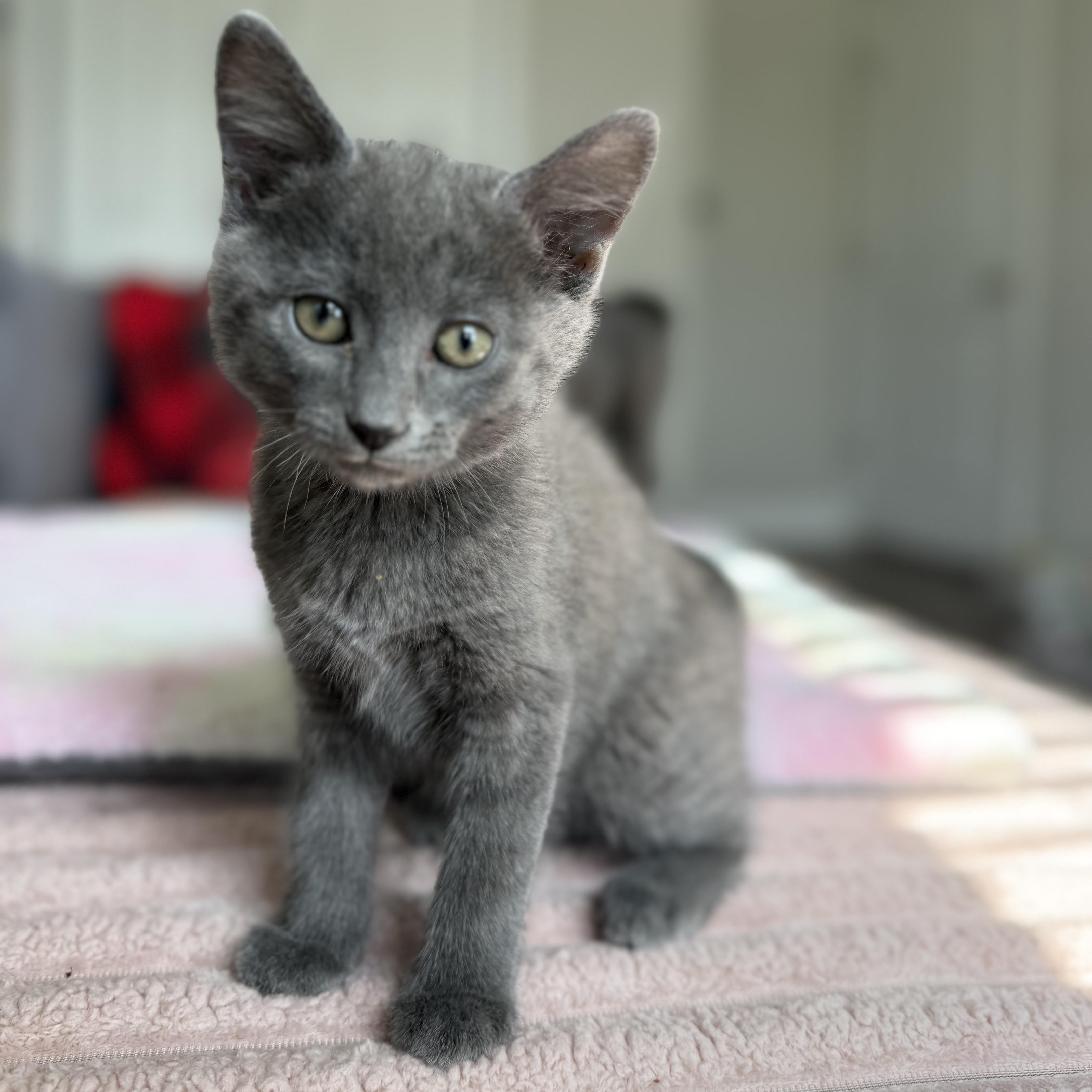 Enlarge Barbara Gordon, an adopted Domestic Short Hair in Seymour, TN image 6/6