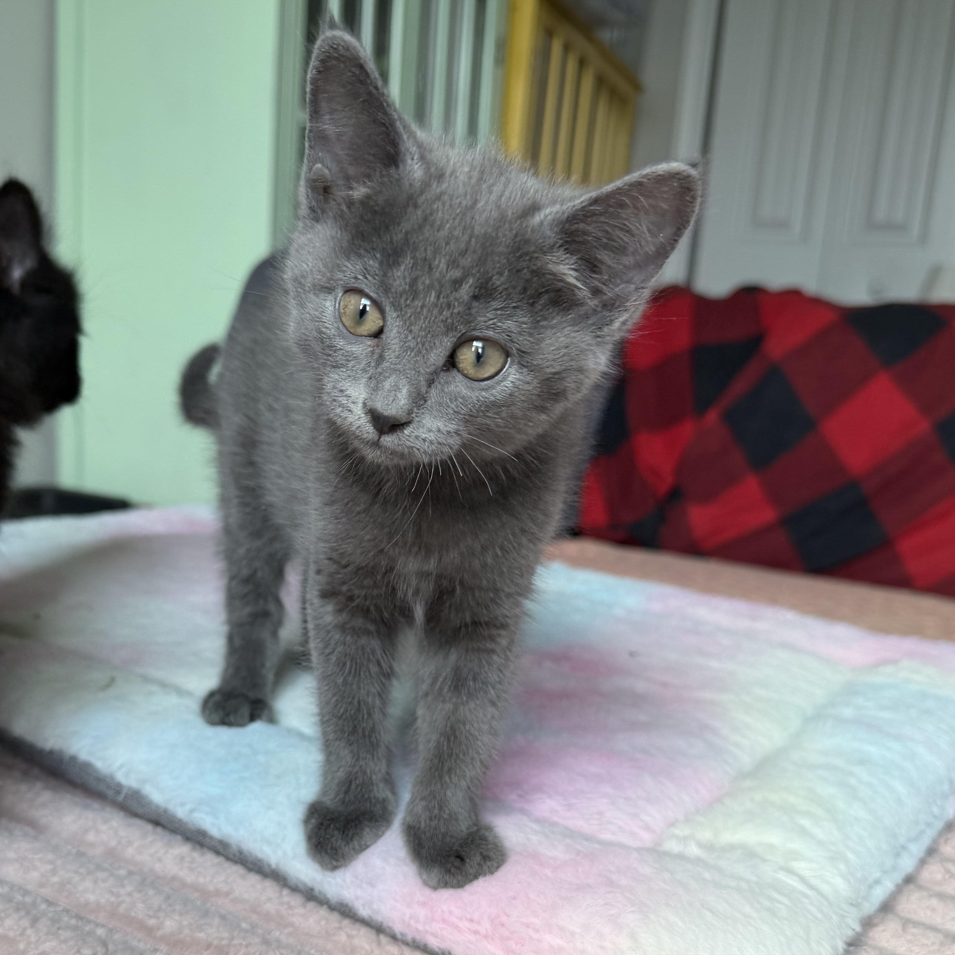 Enlarge Barbara Gordon, an adopted Domestic Short Hair in Seymour, TN image 4/6