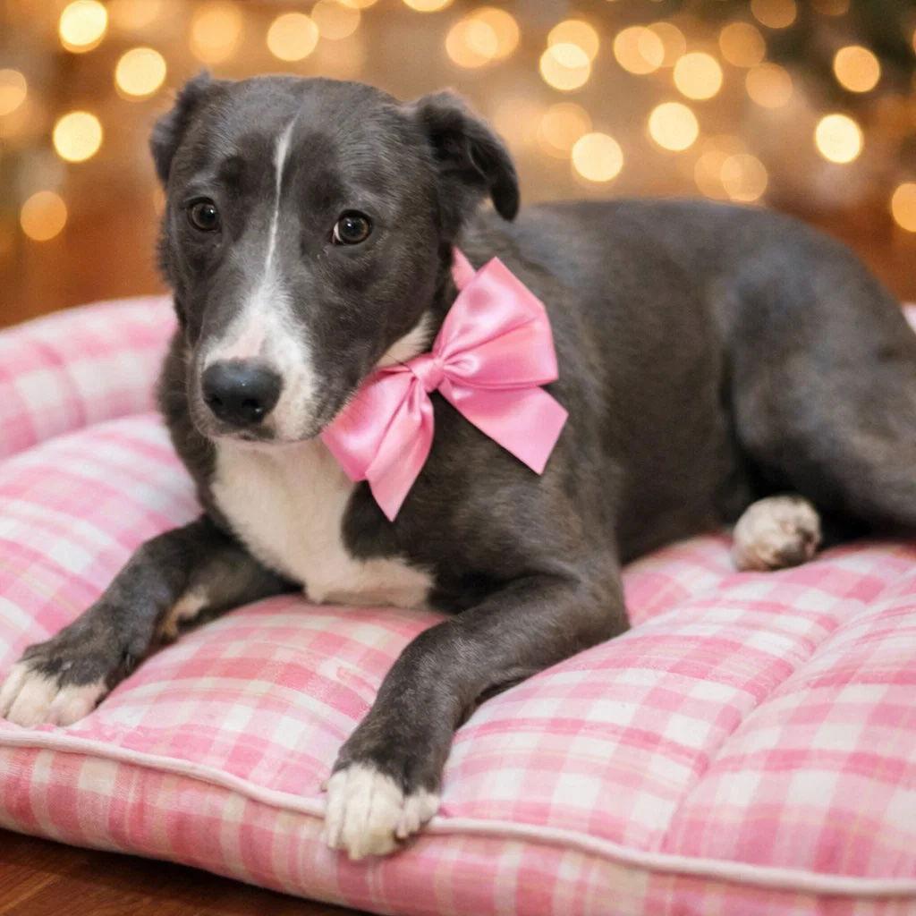 Enlarge Border Collie, Border Collie, a Adoptable mixed breed in Mount Laurel, NJ image 1/1