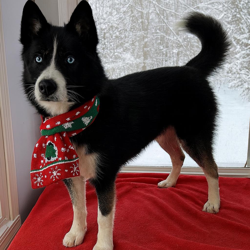 Border Collie, Border Collie, Adoptable, Young Female Border Collie & Labrador Retriever.