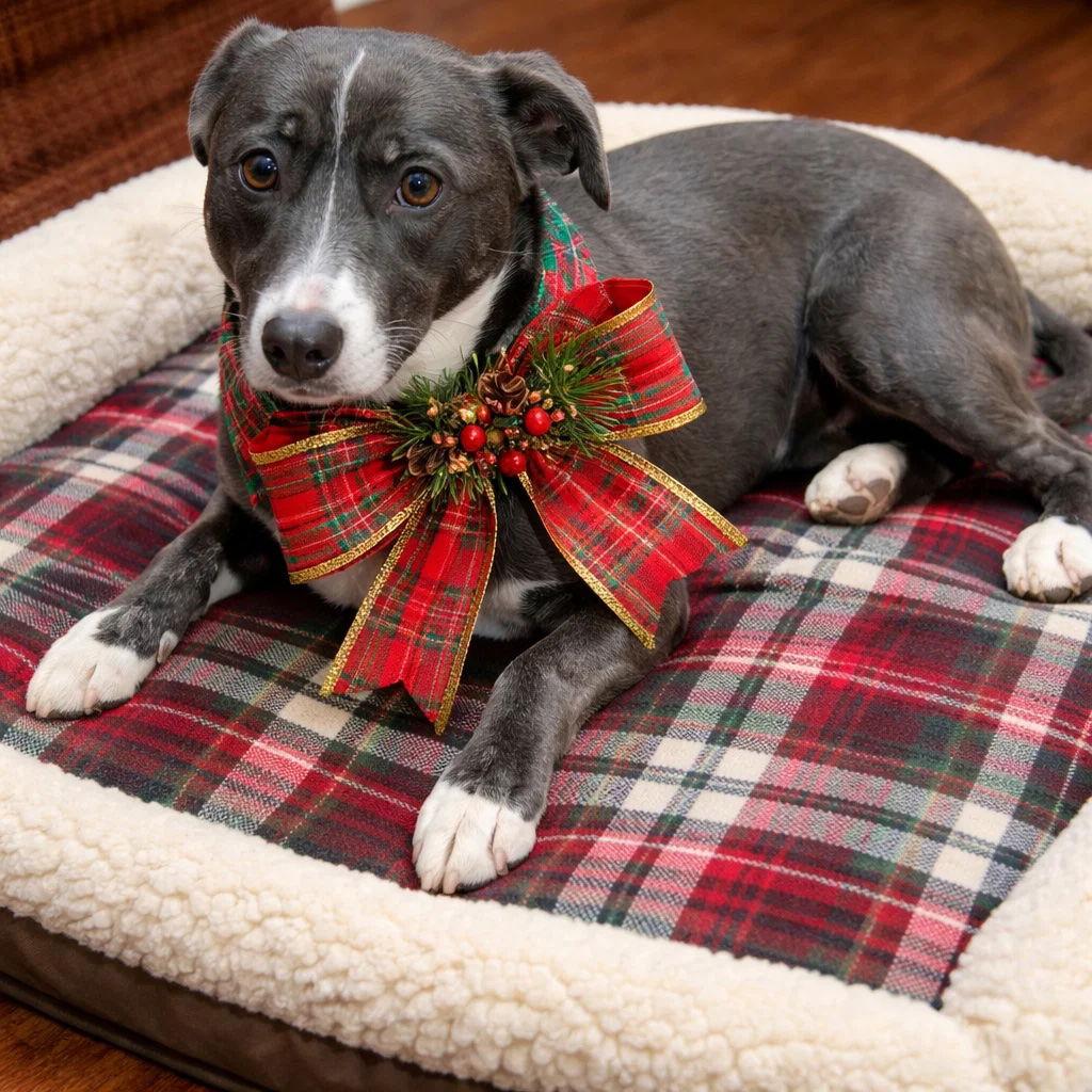 Border Collie, Border Collie, a Adoptable mixed breed in Mount Laurel, NJ image 2/2