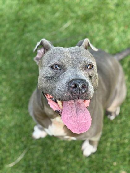 Riley - 3, Adoptable, Adult Female American Staffordshire Terrier & Mixed Breed.