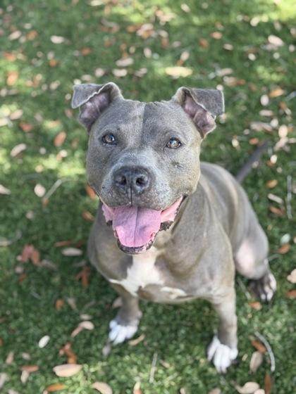 Enlarge Riley - 3, a Adoptable mixed breed in Daytona Beach, FL image 2/3