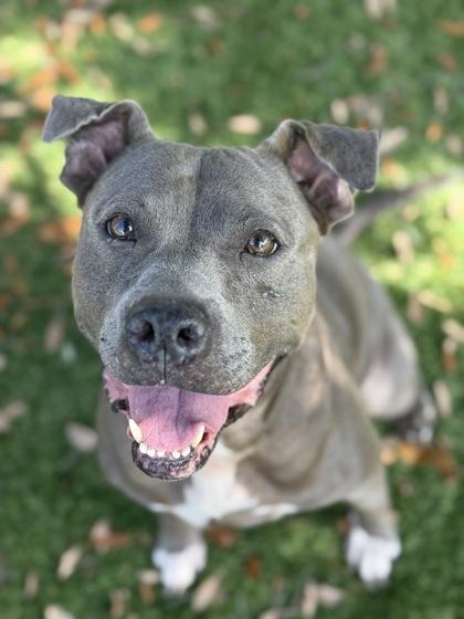 Enlarge Riley - 3, a Adoptable mixed breed in Daytona Beach, FL image 3/3